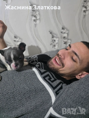 Френски булдочета, снимка 10 - Френски булдог - 53506866