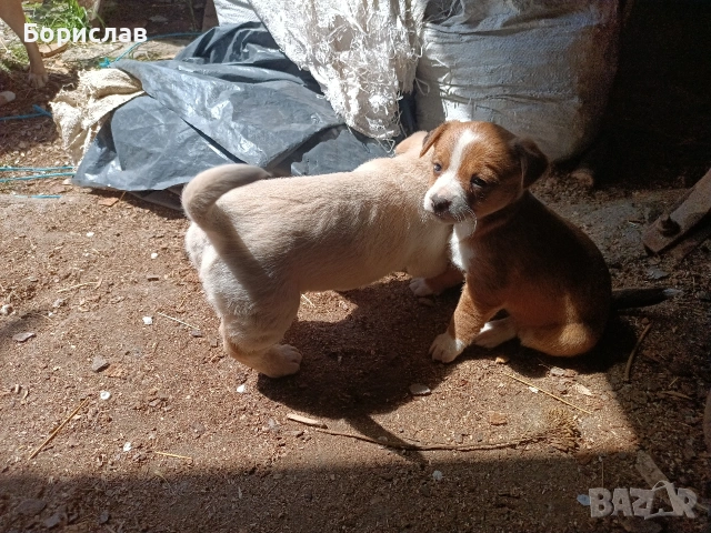 ПОДАРЯВАМ малки кученца , снимка 6 - Други - 51444287