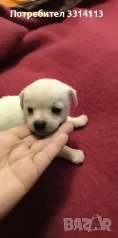 чихуахуа , снимка 12 - Чихуахуа - 52935666