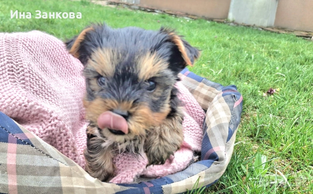 родени на 11.02 с поставена първа ваксина, снимка 5 - Йоркширски териер - 54058450