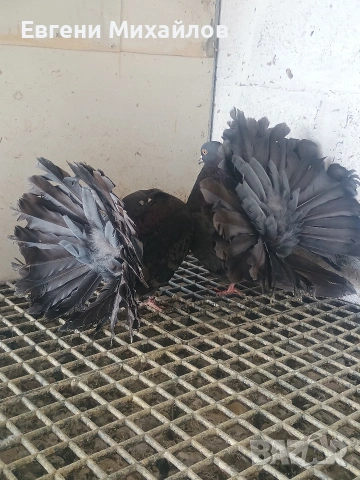 Фенерлии, снимка 9 - Гълъби - 53540276