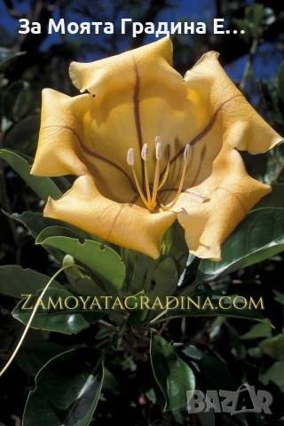 Соландра , снимка 3 - Градински цветя и растения - 53624012