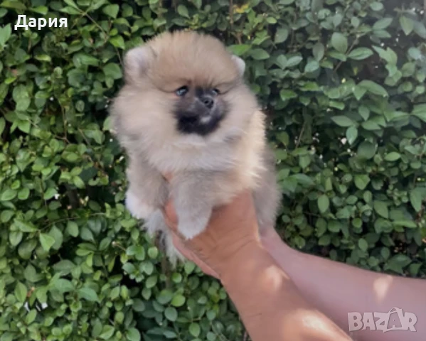 Померан , снимка 5 - Померан - 51104143