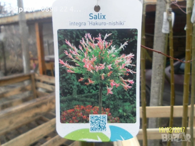 Японска върба Salix Hakuro Nishiki - Фламинго, снимка 4 - Разсади - 53489657