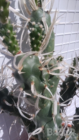 Продавам кактус , снимка 11 - Стайни растения - 54298077