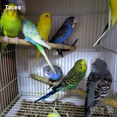 Вълнисти папагалчета