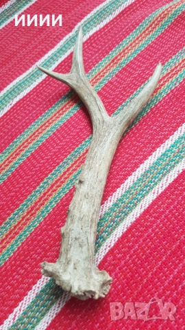 Рог от сръндак , снимка 1