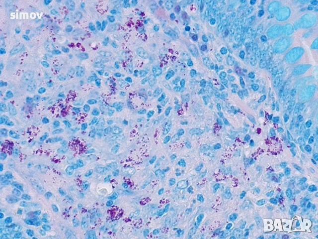 Основен фуксин 99 % прах за приготвяне разтвори за боядисване на коса., снимка 3 - Продукти за коса - 53810232