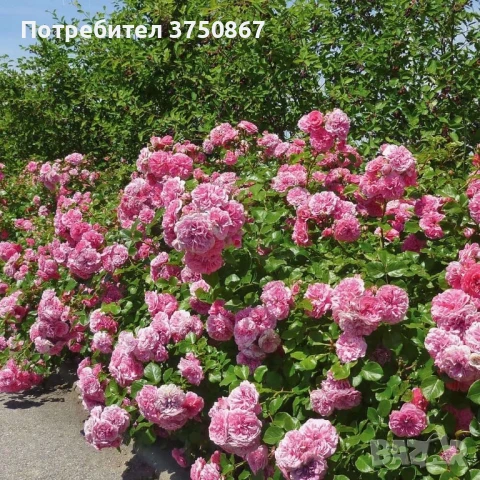 🌹 РОЗА 🌹 LES QUATRE SAISONS® Meifafio , снимка 2 - Градински цветя и растения - 51146132