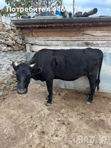 Свободни крави обл Хасково, снимка 2 - Други животни - 52334543