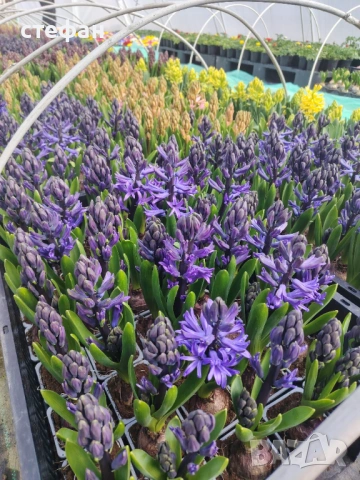 Зюмбюл Иглика Теменужки