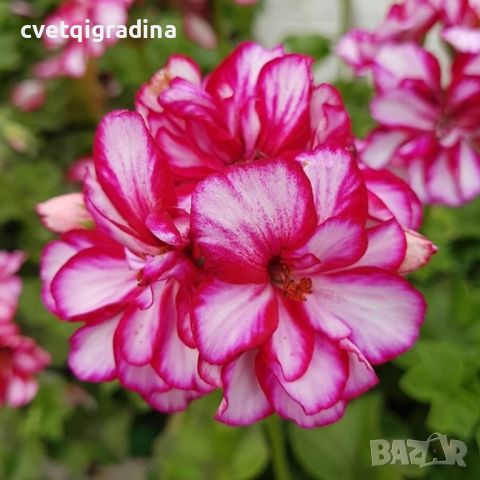 Pelargonium 'Toscana Medio Lollipop Nixe'(Каскадна моловка,сакъз), снимка 1 - Градински цветя и растения - 45321833