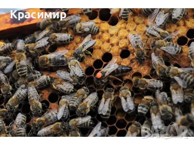 Пчелни майки , снимка 1