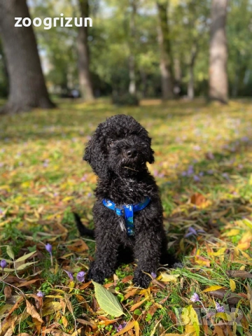 Малки пудели кавапу, снимка 5 - Пудели - 52238826