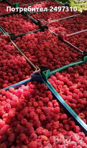 Продавам разсад малини , снимка 6 - Разсади - 53911198