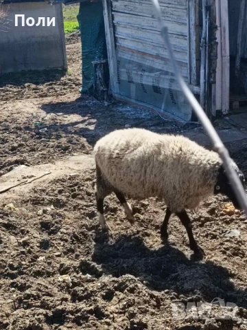 Продавам КОЧ за разплод, селекционен!, снимка 4 - Овце - 53870697