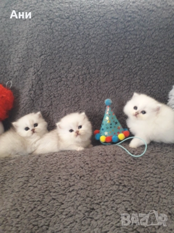 Котенца Гледани със Истинска Обич, снимка 7 - Други - 52655414