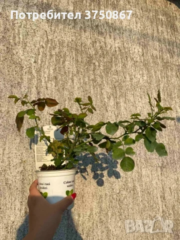 🌹 РОЗА 🌹 GPT DEE DEE BRIDGEWATER® Meitandar 🌹, снимка 6 - Градински цветя и растения - 51261946