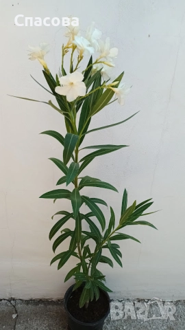 Зокум - различни цветове и размери /лян, олеандър/, снимка 14 - Градински цветя и растения - 10969183