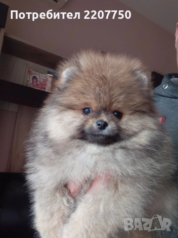 продавам померан , снимка 4 - Померан - 53388816