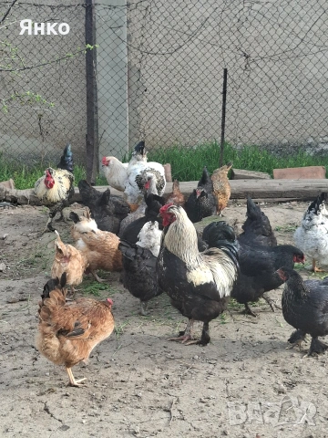 Разплодни яйца