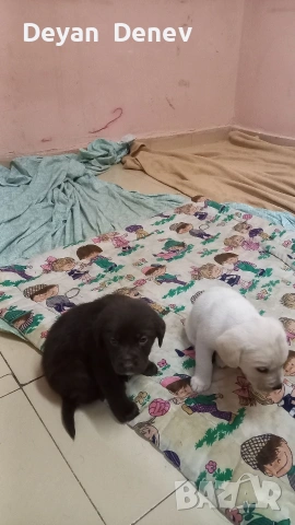 лабрадор реитривър 