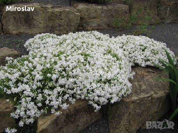 Флокс Многогодишно каскадно цвете , снимка 6 - Градински цветя и растения - 13733297