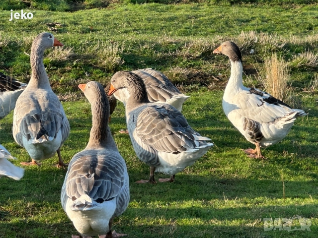Лебедови гъски патици, снимка 4 - други­ - 52082720