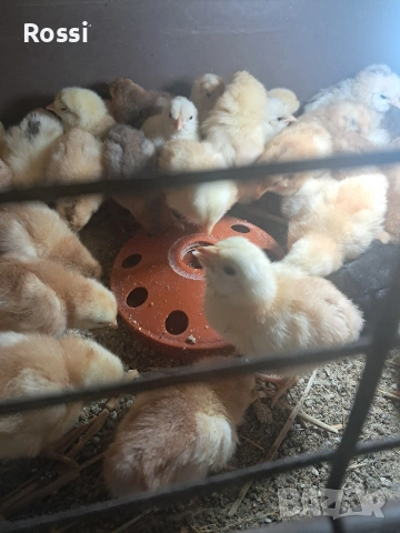 Дворни пиленца и от сини яйца, снимка 15 - Кокошки и пуйки - 53276186