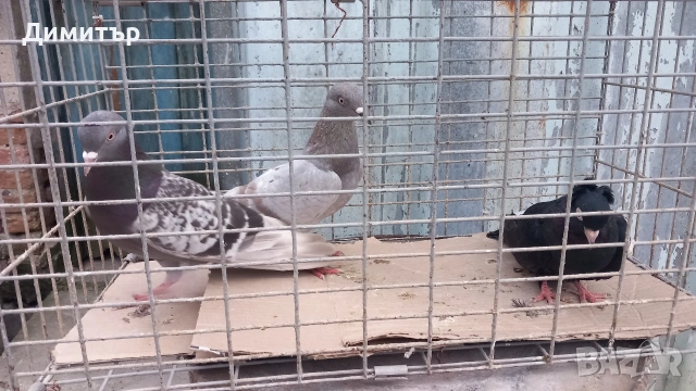 Продавам гълъби Типлери , снимка 4 - Гълъби - 54261404