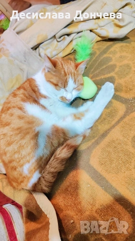 Коте Сами си търси дом, осинови го, снимка 6 - Други - 53033203