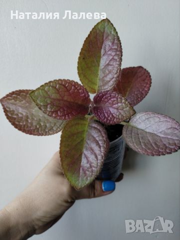 Еписция, episcia strawberry patch, снимка 1