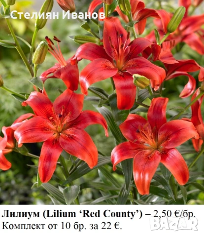 ОРИЕНТАЛСКИ ЛИЛИУМИ - РАЗЛИЧНИ СОРТОВЕ (ГРУДКИ), снимка 5 - Сортови семена и луковици - 53654401
