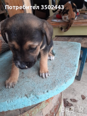 Подарявам малко красиво кученце, снимка 2 - Други - 52495606