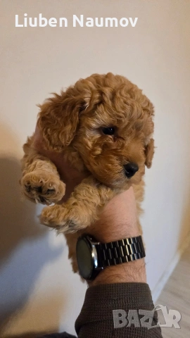 Той пуделчета,момче и момиче., снимка 6 - Померан - 54276087