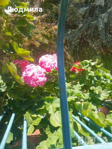 Мушкато,много богати,големи сандъчета с над 10 корена,последни бройки., снимка 18 - Стайни растения - 52235443