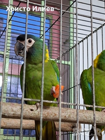 Продава ръчно хранени жълтоврати ари , снимка 5 - Папагали - 53650292