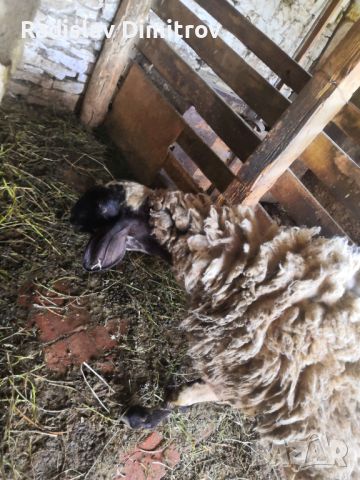 Продавам черноглава Плевенска овца към 81килограма гледана със мерак за номер за връзка 088 518 9601, снимка 4 - Овце - 45913609