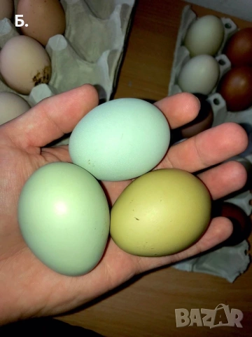 Разплодни яйца