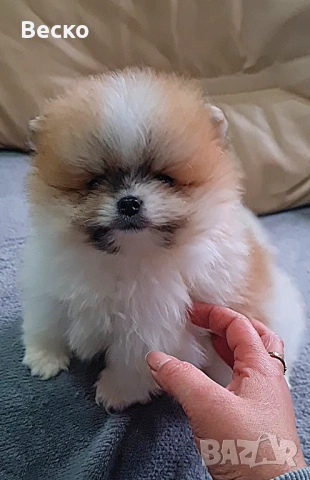 Померан мини мъжко , снимка 6 - Померан - 53321775