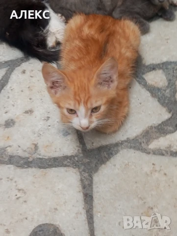 ПОДАРЯВАМ КОТЕНЦА