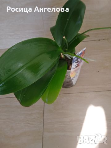 Орхидея буда трежър ароматна , снимка 3 - Стайни растения - 45262936