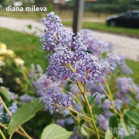 Калифорнийски люляк Хенри Дефозе,  Ceanothus 'Henry Defosee', снимка 5 - Градински цветя и растения - 46888623