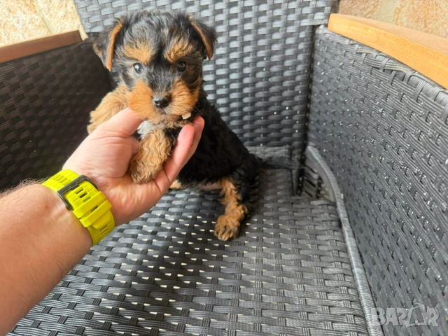 Йоркширски териер актуално от 27.01.2026, снимка 4 - Йоркширски териер - 53163636