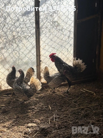 Оплодени яйца от копринки, зибрайд, антверпенска брадата и легхорн, снимка 5 - Кокошки и пуйки - 53878335