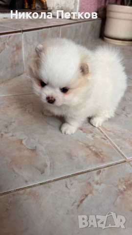 Померан мини , снимка 3 - Померан - 53099625