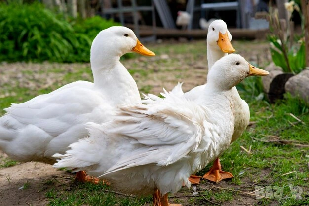 оплодени Яйца ЮРДЕЧКИ -ПАТИЦИ -ГЪСКИ -Разплодни яйца за люпене от Патки породата бяла Московска., снимка 10 - Кокошки и пуйки - 54196584