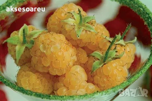 20 качествени Семена от Британска Есенна Златна Малина Златни наситени Сладки Малини плодове , снимка 17 - Сортови семена и луковици - 50222806