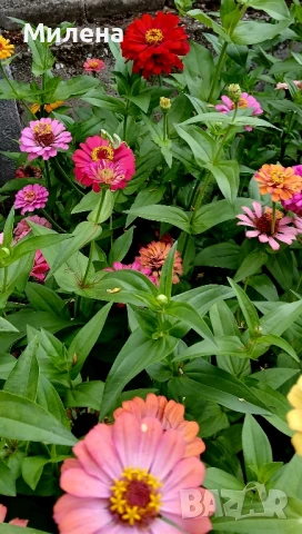 Семена за едногодишни цветя , снимка 15 - Сортови семена и луковици - 51341019