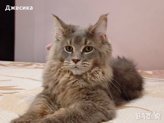 Мин Куун, снимка 2 - Мейн кун - 53612479